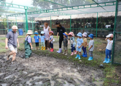 <strong>Read more about</strong><br>อนุบาล ๑ ย่ำดินเตรียมแปลงนา (อ. ๒๔ มิ.ย.๖๘) อนุบาล ๑ ย่ำดินเตรียมแปลงนา (อ. ๒๔ มิ.ย.๖๘)