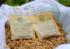 <strong>Read more about</strong><br>อนุบาล ๒ หว่านเมล็ดข้าว (พ. ๒๕ มิ.ย.๖๘) อนุบาล ๒ หว่านเมล็ดข้าว (พ. ๒๕ มิ.ย.๖๘)