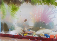 <strong>Read more about</strong><br>อนุบาล ๒ กิจกรรมจัดสภาพแวดล้อมจำลองเลี้ยงลูกอ๊อด (๑-๒ ก.ค.๖๘) อนุบาล ๒ กิจกรรมจัดสภาพแวดล้อมจำลองเลี้ยงลูกอ๊อด (๑-๒ ก.ค.๖๘)