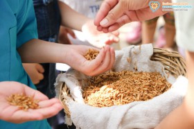 อนุบาล 2 หว่านข้าวในแปลงนา (6 ก.ค.65) Image 1