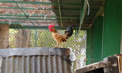 โครงการลูกเจี๊ยบน่ารัก การทดลองสมมติฐานอาหารไก่ อ.๒/๑ (๒๔ ... Image 1