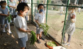 โครงการลูกเจี๊ยบน่ารัก การทดลองสมมติฐานอาหารไก่ อ.๒/๑ (๒๔ ม. ... Image 2