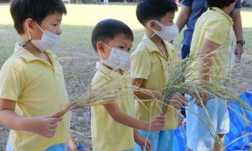 กิจกรรมเกษตร อนุบาล 3 นวดข้าวและฝัดข้าว (ศ. 24 พ.ย.66) Image 10