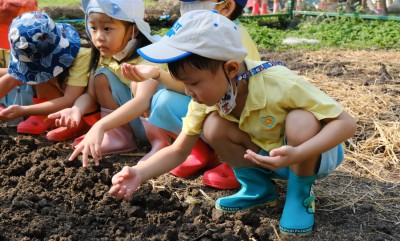 อนุบาล 2 ปลูกผักสวนครัว (17, 19 ม.ค.67) Image 1