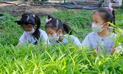 อนุบาล 2 เก็บผักบุ้ง และประกอบอาหาร (13-14, 16 ก.พ.67) Image 1