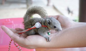 ป.1 กิจกรรม Mini Zoo (5 พ.ค.67) Image 2
