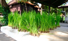 ป.5 ทัศนศึกษาพิพิธภัณฑ์การเกษตรเฉลิมพระเกียรติฯ (6 มิ.ย. 67) Image 4
