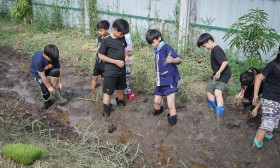 ป.5 ย่ำดิน..ปลูกข้าว (24-25 มิ.ย.67) Image 11