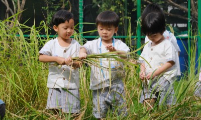 อนุบาล 1 กิจกรรมเกี่ยวข้าว (อ. 5 พ.ย.67) Image 1