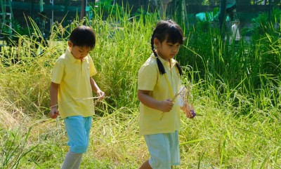 อนุบาล 3 กิจกรรมเกี่ยวข้าว (จ. 11 พ.ย.67) Image 1