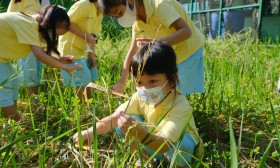 อนุบาล 3 กิจกรรมเกี่ยวข้าว (จ. 11 พ.ย.67) Image 3
