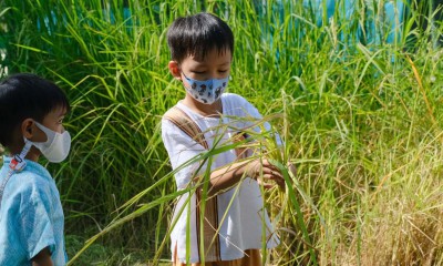 อนุบาล 2 กิจกรรมเกี่ยวข้าว (พ. 13 พ.ย.67) Image 1