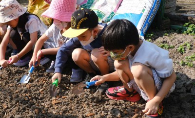 อนุบาล 3 ปลูกผักสวนครัว (7-8 ม.ค.68) Image 1