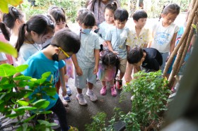 โครงการ &quot;Insects World ผจญภัยไปกับแมลง&quot; (Summer) Image 2