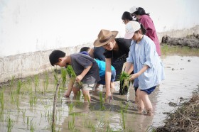 ป.๕ กิจกรรมถอนกล้า ดำนา ปลูกข้าว (๓๐-๓๑ ก.ค.๖๘) FLEXI_IMAGE 3