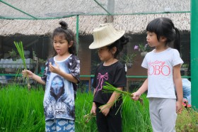 อนุบาล ๒ กิจกรรมเกษตร ถอนต้นกล้าและดำนา (พ. ๓๐ ก.ค.๖๘) FLEXI_IMAGE 2