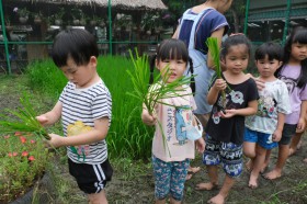 อนุบาล ๒ กิจกรรมเกษตร ถอนต้นกล้าและดำนา (พ. ๓๐ ก.ค.๖๘) FLEXI_IMAGE 7
