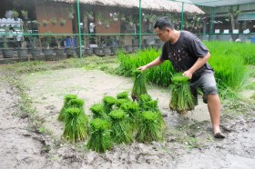 อนุบาล ๒ กิจกรรมเกษตร ถอนต้นกล้าและดำนา (พ. ๓๐ ก.ค.๖๘) FLEXI_IMAGE 8