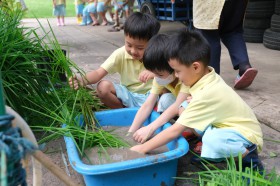 อนุบาล ๓ กิจกรรมเกษตร ถอนต้นกล้าและปักดำนา (๓๑ ก.ค.-๑ ส.ค.๖๘ ... FLEXI_IMAGE 2