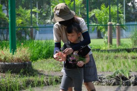 อนุบาล ๓ กิจกรรมเกษตร ถอนต้นกล้าและปักดำนา (๓๑ ก.ค.-๑ ส.ค.๖๘ ... FLEXI_IMAGE 6