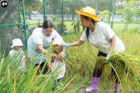 น้องเด็กเล็กช่วยคุณครูเกี่ยวข้าว (จ. ๓ พ.ย. ๖๘) Image 4