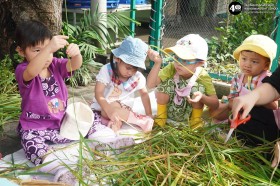 น้องเด็กเล็กช่วยคุณครูเกี่ยวข้าว (จ. ๓ พ.ย. ๖๘) Image 7