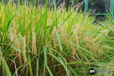 อนุบาล เกี่ยวข้าวและตากข้าว (๗, ๑๐ พ.ย.๖๘) Image 1