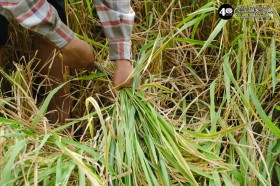 อนุบาล เกี่ยวข้าวและตากข้าว (๗, ๑๐ พ.ย.๖๘) Image 1