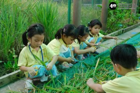 อนุบาล เกี่ยวข้าวและตากข้าว (๗, ๑๐ พ.ย.๖๘) Image 3