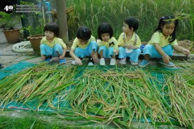 อนุบาล เกี่ยวข้าวและตากข้าว (๗, ๑๐ พ.ย.๖๘) Image 5