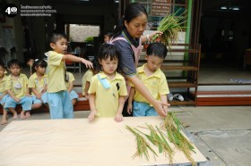 อนุบาล เกี่ยวข้าวและตากข้าว (๗, ๑๐ พ.ย.๖๘) Image 6