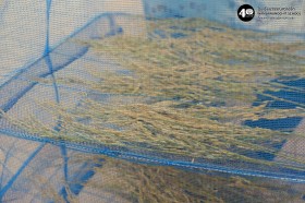 อนุบาล เกี่ยวข้าวและตากข้าว (๗, ๑๐ พ.ย.๖๘) Image 7