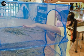 อนุบาล เกี่ยวข้าวและตากข้าว (๗, ๑๐ พ.ย.๖๘) Image 8