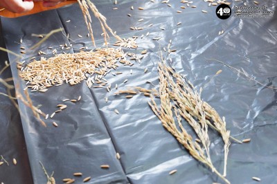 อนุบาลแกะเมล็ดข้าว (๑๘-๑๙ พ.ย.๖๘) Image 1