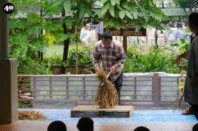 อนุบาลดูการตีข้าวและสีข้าว (พฤ. ๒๐ พ.ย.๖๘) Image 1