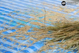 อนุบาลดูการตีข้าวและสีข้าว (พฤ. ๒๐ พ.ย.๖๘) Image 6