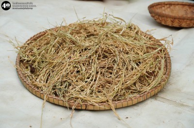 น้องเด็กเล็กเรียนรู้เรื่อง &quot;ข้าว&quot; (๑๘-๒๐ พ.ย. ๖๘) Image 1