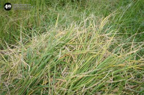 ป.๕ เกี่ยวข้าวกันเถอะ 🌾 (๒๑ พ.ย.๖๘) Image 1