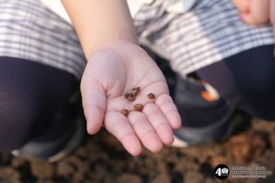 อนุบาล ๑ ปลูกผักสวนครัว (๑๔, ๒๐ ม.ค.๖๙) Image 1