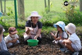 อนุบาล ๑ ปลูกผักสวนครัว (๑๔, ๒๐ ม.ค.๖๙) Image 6