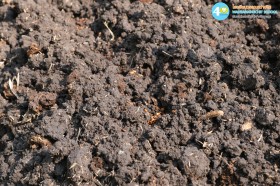 อนุบาล ๒ ปลูกผักสวนครัว (๑๒, ๑๕ ม.ค.๖๙) Image 8