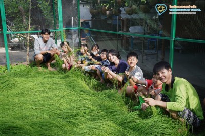 ป.๕ กิจกรรม "ถอนกล้า ปักดำ "วิถีชาวนา...จากแปลงนาสู่ต้นข้าว" Image 1