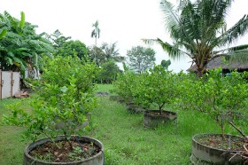 สวนเกษตร Image 125