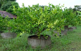 สวนเกษตร Image 113