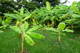 สวนเกษตร Image 115