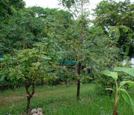 สวนเกษตร Image 123