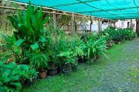 สวนเกษตร Image 118