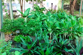 สวนเกษตร Image 107