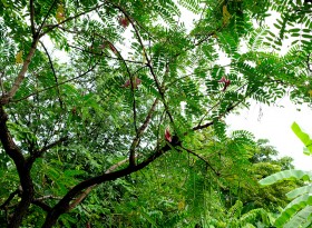 สวนเกษตร Image 128