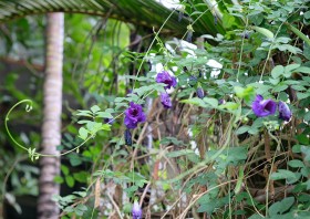 สวนเกษตร Image 108